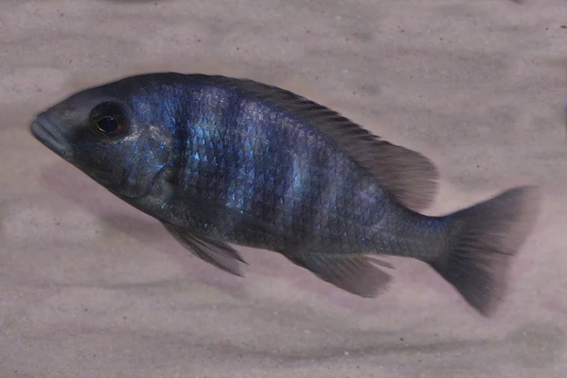 Placidochromis sp. 'phenochilus tanzania' Lupingu
